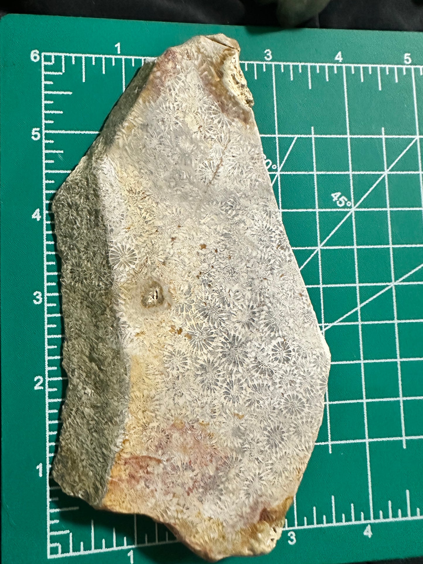 Fossilized Coral Slab