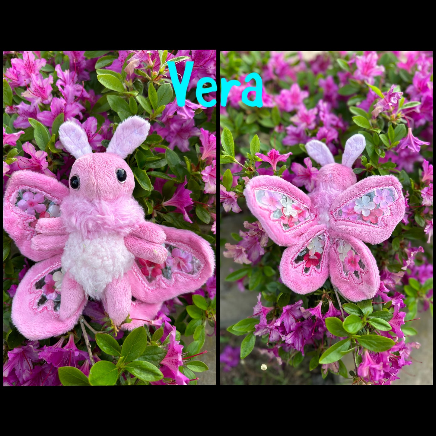 Mini Moth & Butterfly Collection