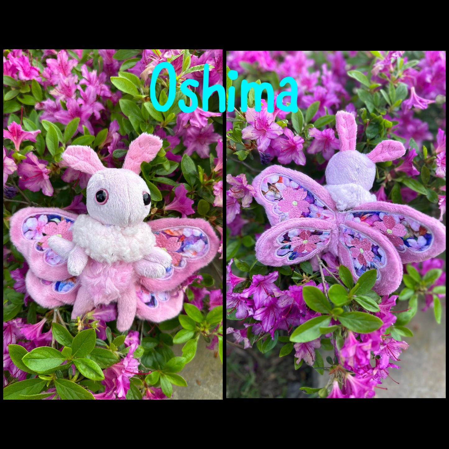 Mini Moth & Butterfly Collection
