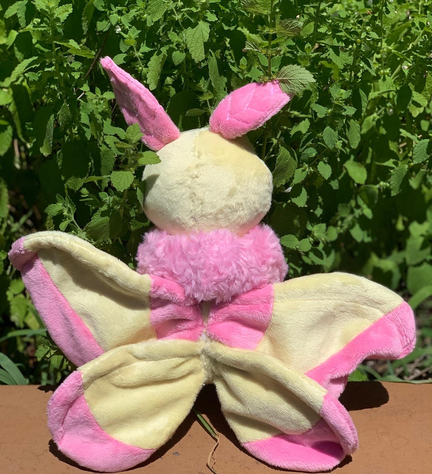 Whitney Rosy Maple Moth
