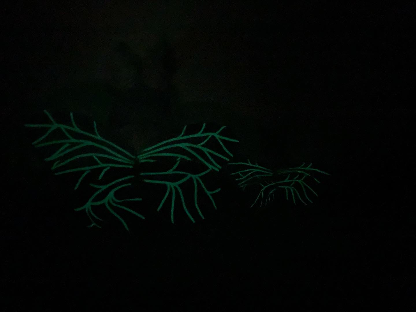 Helada Ice Moth