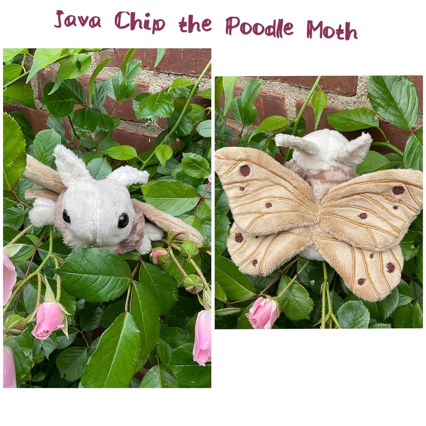 Mini Moth & Butterfly Collection