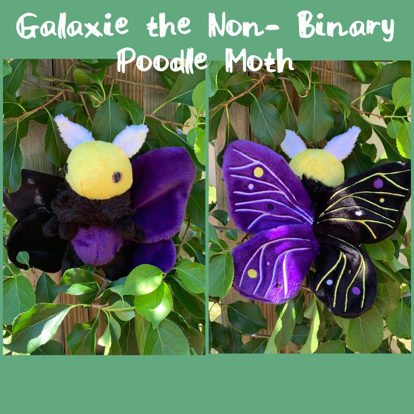 Mini Moth & Butterfly Collection