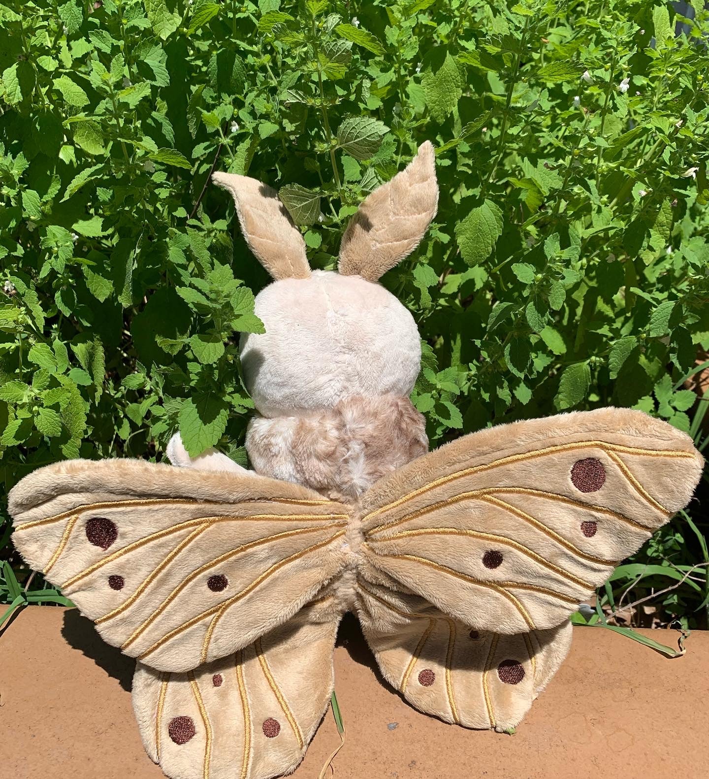 Chai Crème Poodle Moth