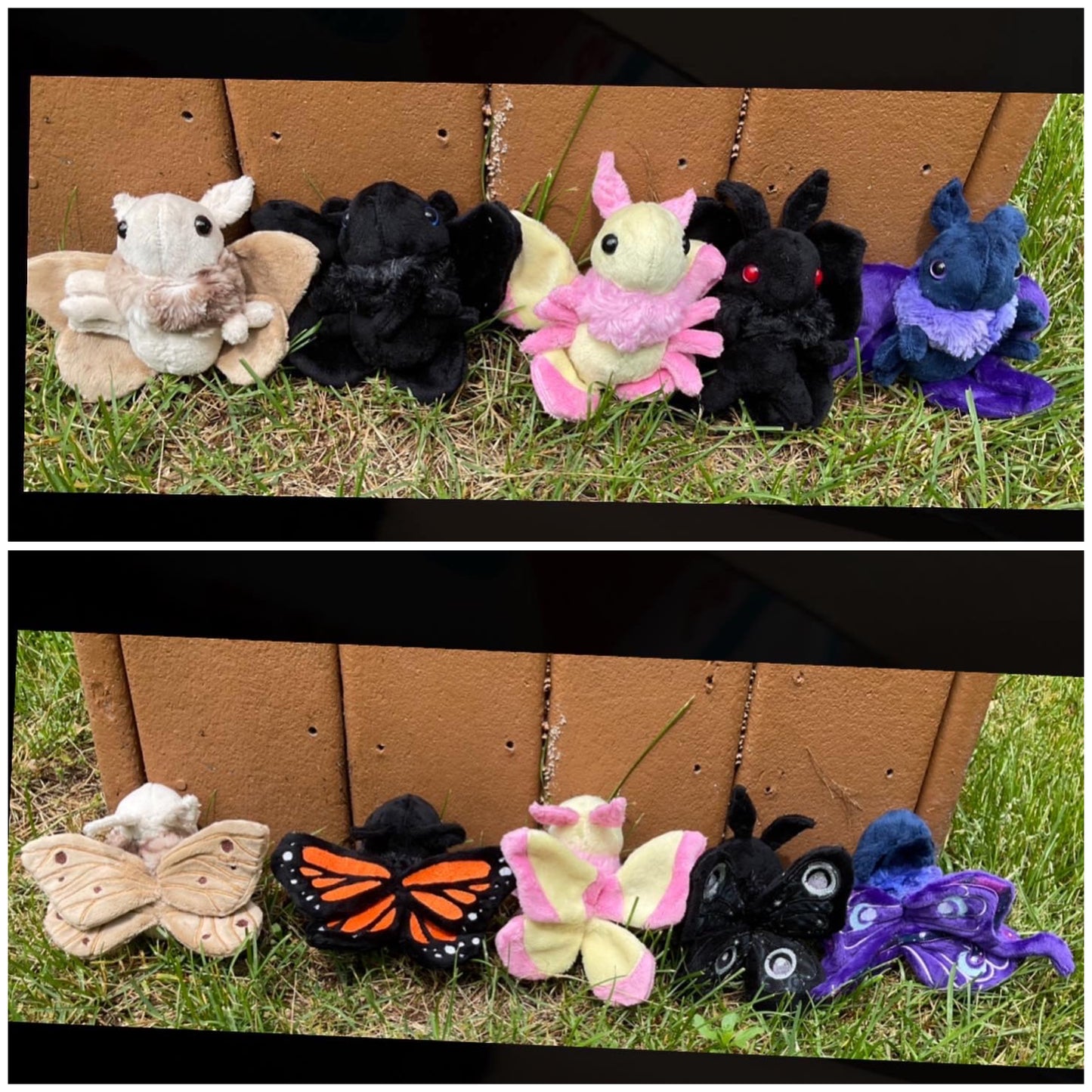 Mini Moth & Butterfly Collection