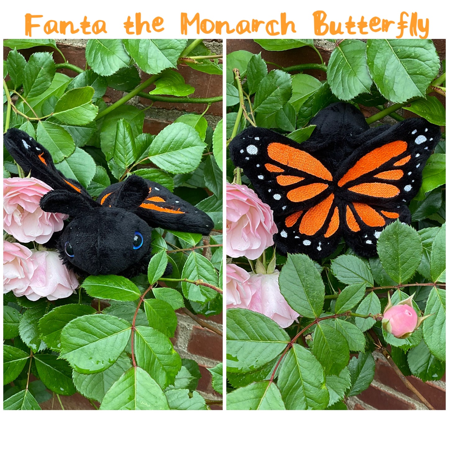 Mini Moth & Butterfly Collection