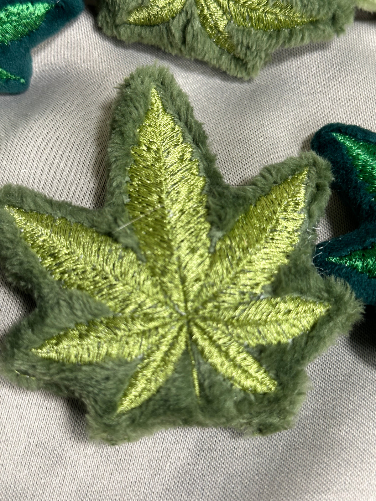 Canna Leaf Collection