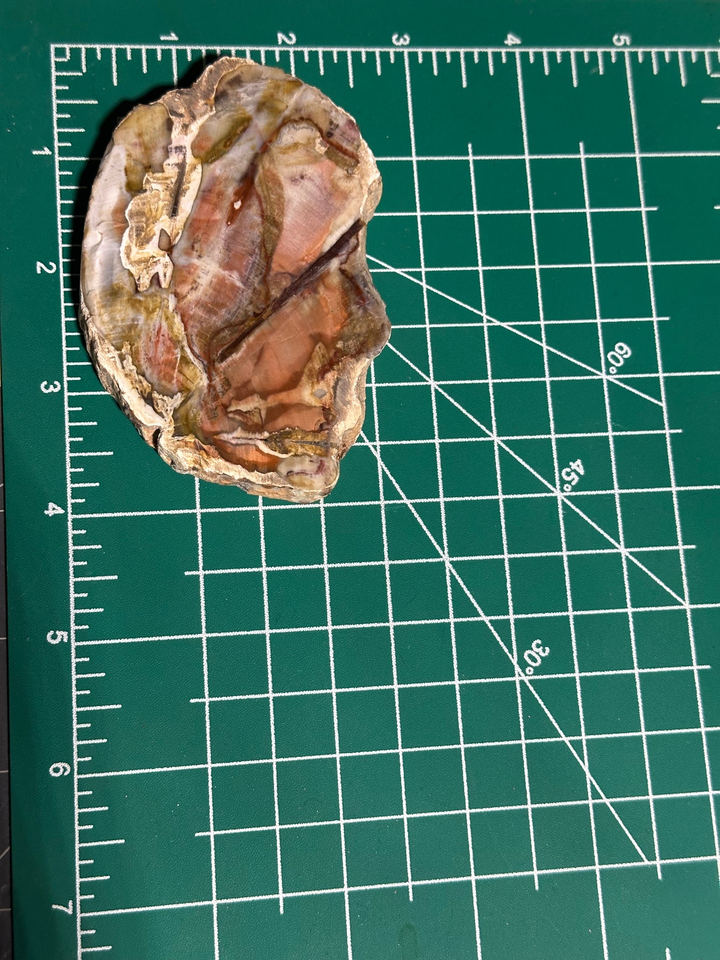 Petrified Wood Slice