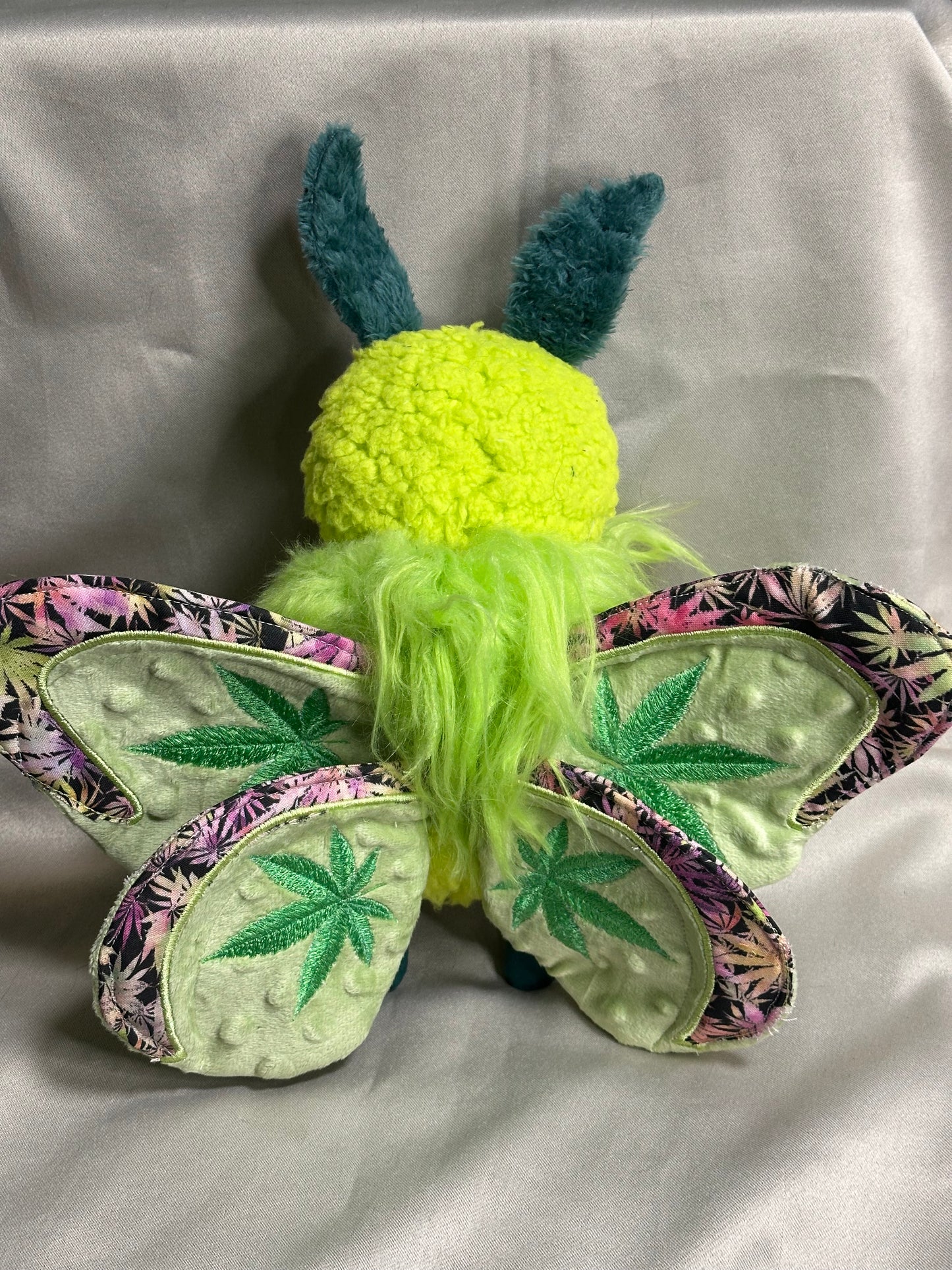 Saul the Canna Moth