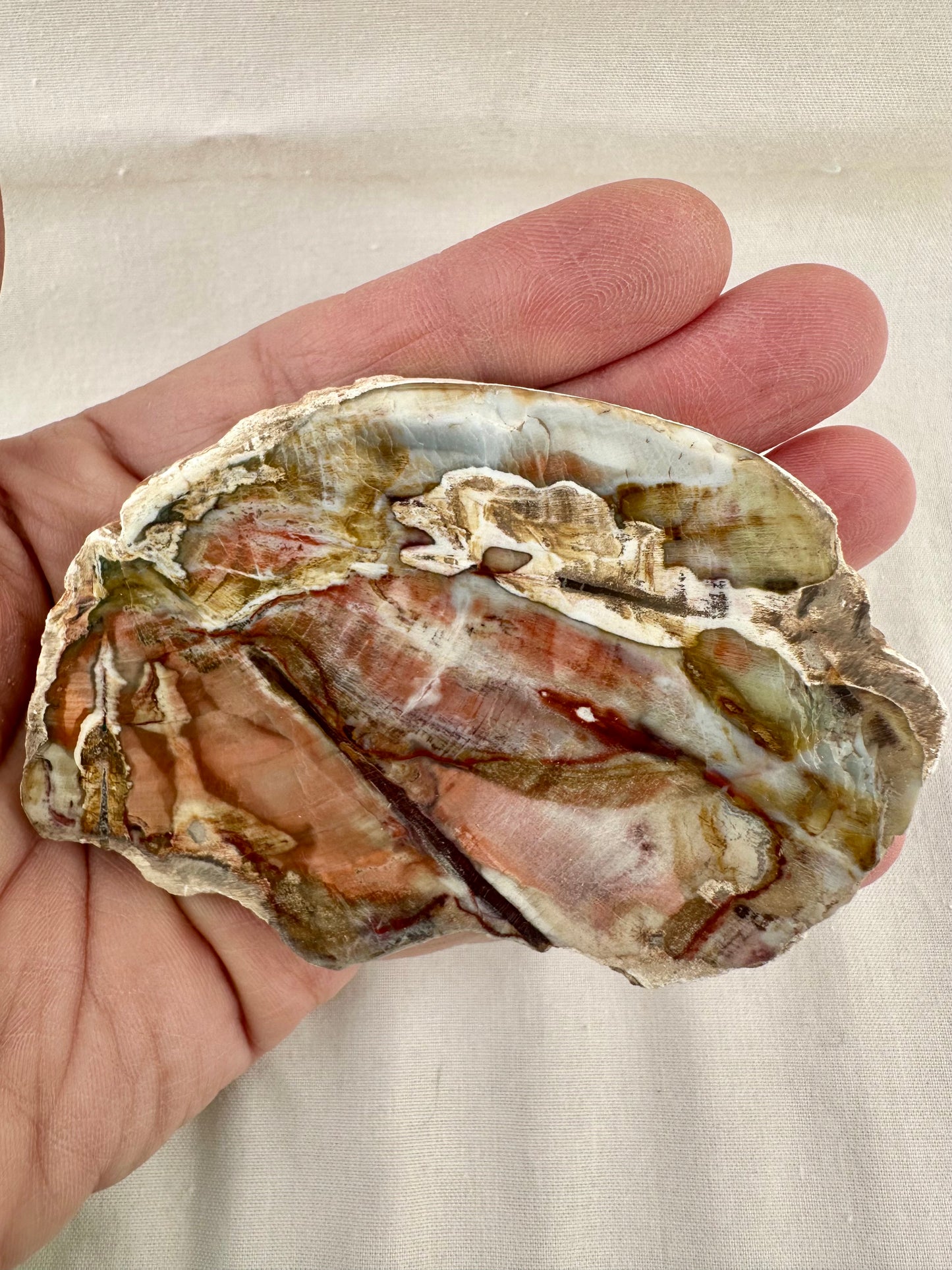 Petrified Wood Slice