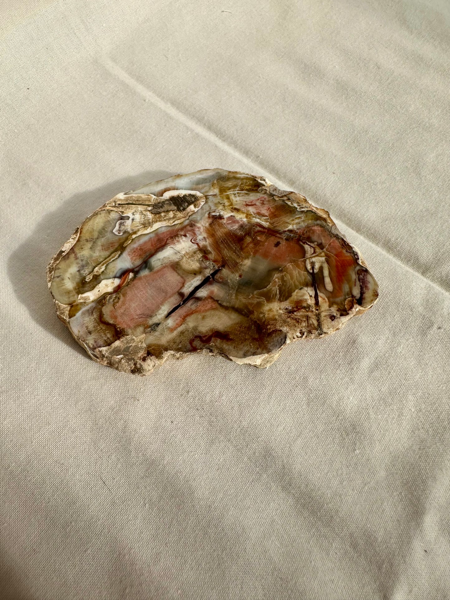 Petrified Wood Slice