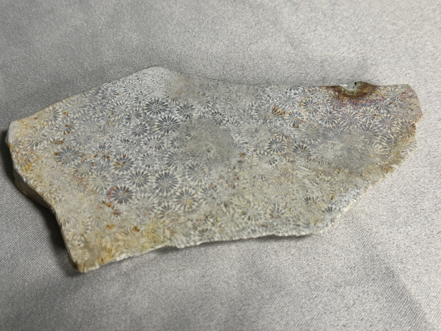 Fossilized Coral Slab
