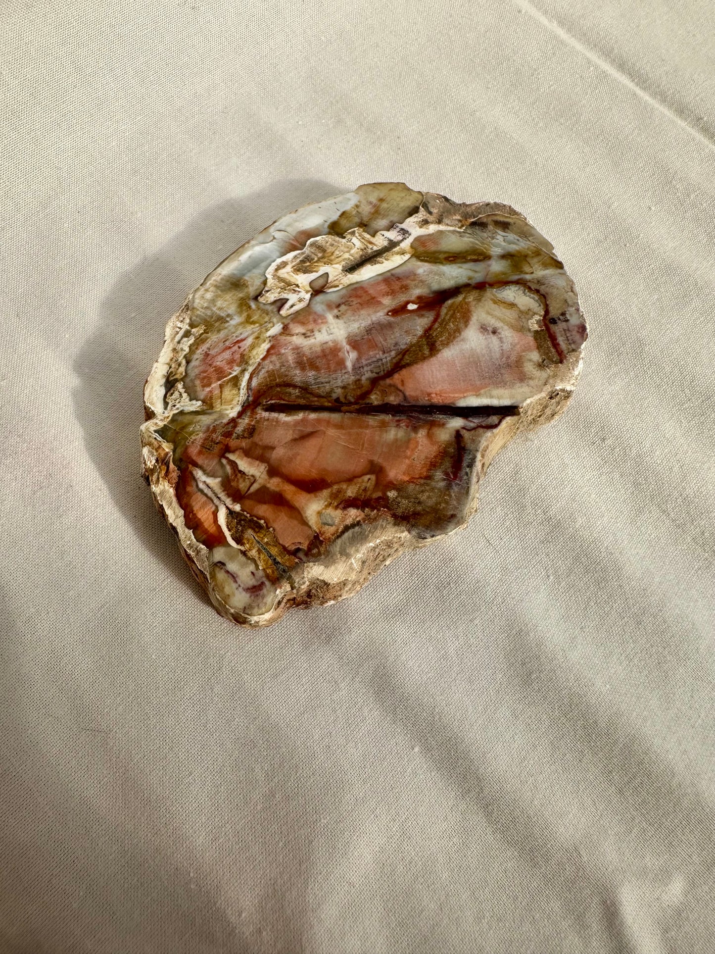 Petrified Wood Slice