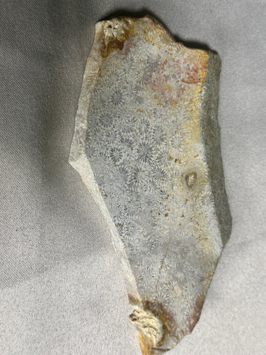 Fossilized Coral Slab